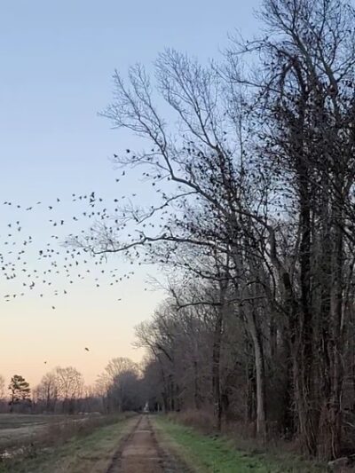 Pocosin Wildlife Refuge - Pantego, NC