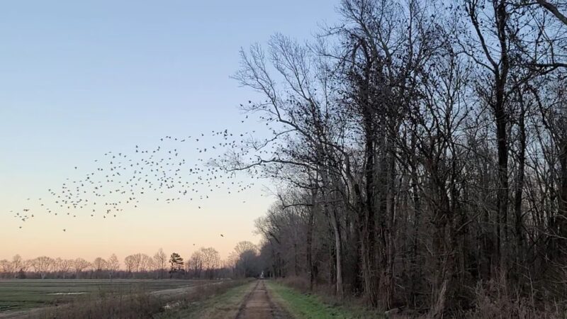 Pocosin Wildlife Refuge - Pantego, NC