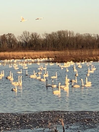 Pocosin Wildlife Refuge - Pantego, NC