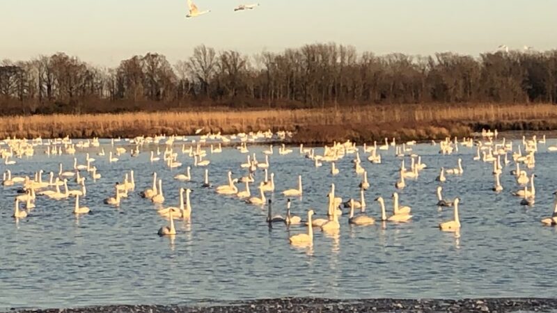 Pocosin Wildlife Refuge - Pantego, NC