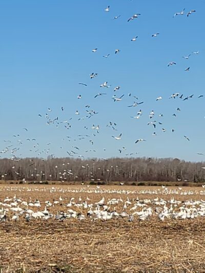 Pocosin Wildlife Refuge - Pantego, NC