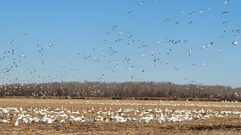 Pocosin Wildlife Refuge - Pantego, NC