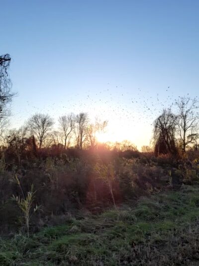 Pocosin Wildlife Refuge - Pantego, NC