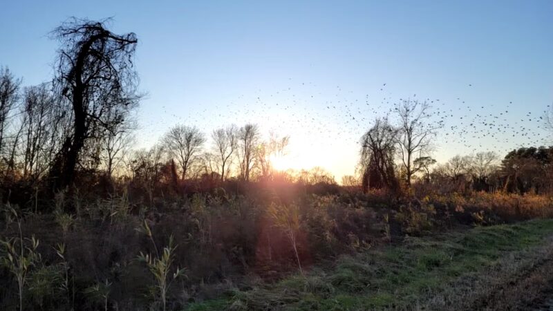 Pocosin Wildlife Refuge - Pantego, NC