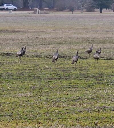 Rose Acre Farms Inc - Hyde County - Pantego, NC