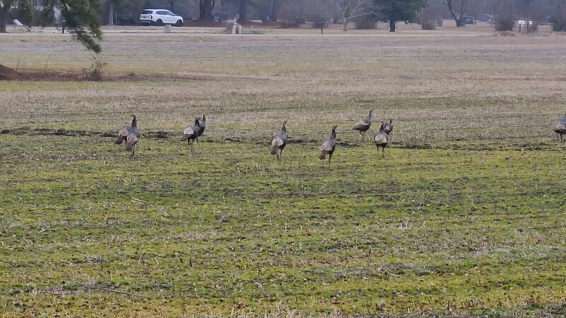 Rose Acre Farms Inc - Hyde County - Pantego, NC