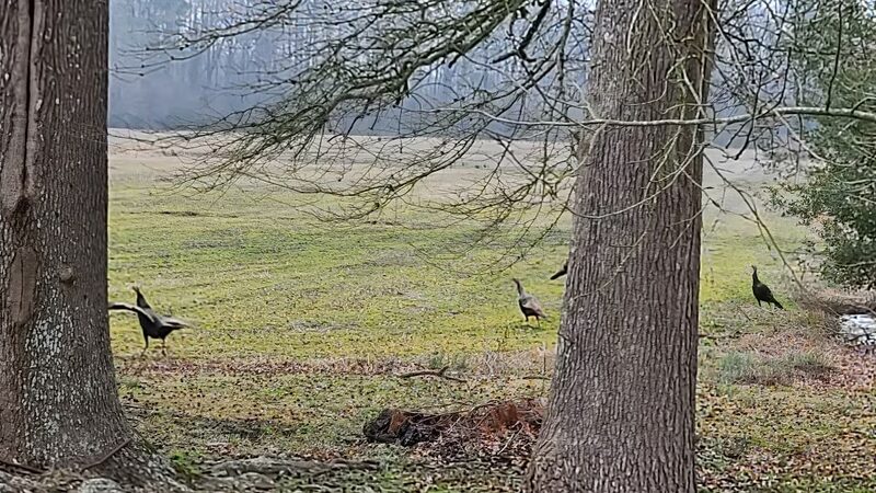 Rose Acre Farms Inc - Hyde County - Pantego, NC