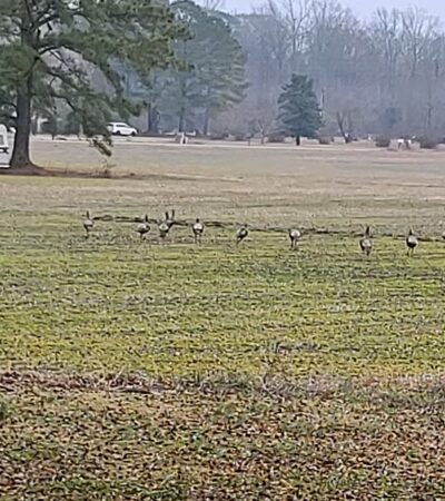 Rose Acre Farms Inc - Hyde County - Pantego, NC