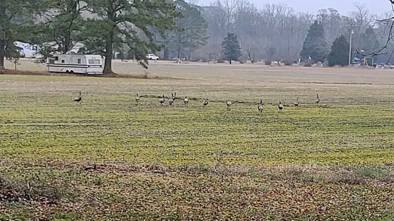 Rose Acre Farms Inc - Hyde County - Pantego, NC