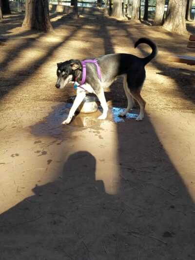 Paradise Dog Park - Paradise, CA