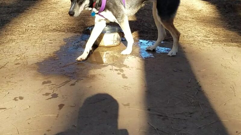 Paradise Dog Park - Paradise, CA