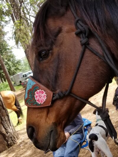 Paradise Dog Park - Paradise, CA