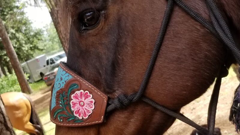 Paradise Dog Park - Paradise, CA