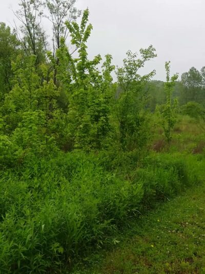 Burkhart Creek County Park - Paragon, IN