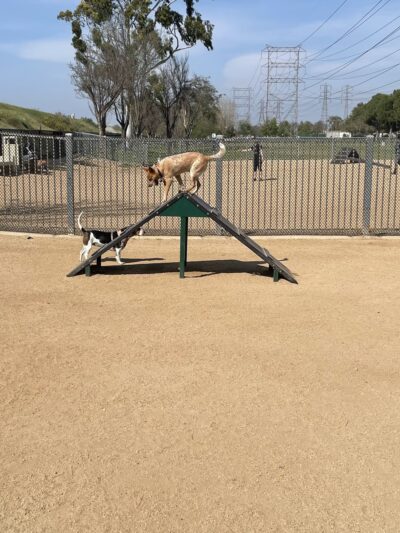 Hollydale Dog Park - Paramount, CA
