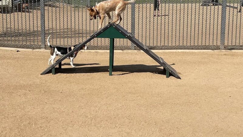 Hollydale Dog Park - Paramount, CA