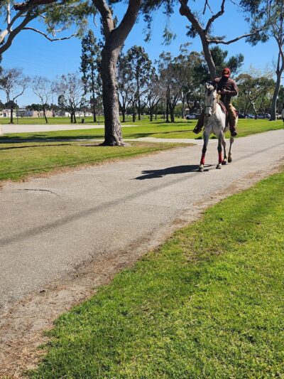 Hollydale Dog Park - Paramount, CA