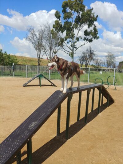Hollydale Dog Park - Paramount, CA