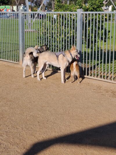 Hollydale Dog Park - Paramount, CA