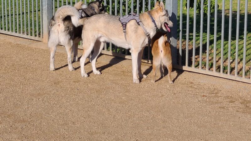 Hollydale Dog Park - Paramount, CA