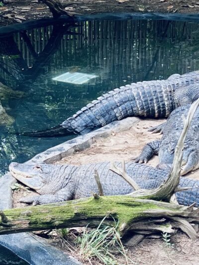 Bergen County Zoo - Paramus, NJ