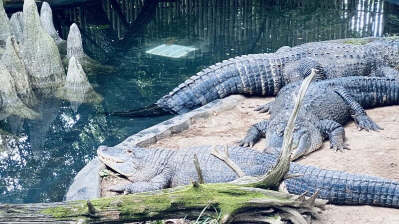 Bergen County Zoo - Paramus, NJ