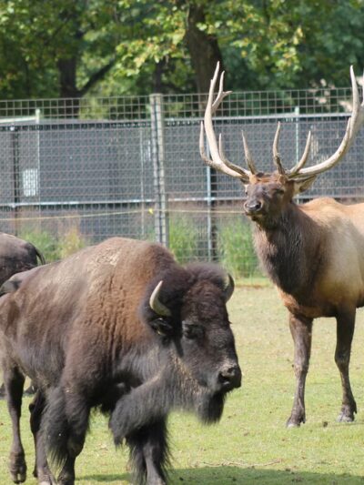 Friends of the Bergen County Zoo - Paramus, NJ