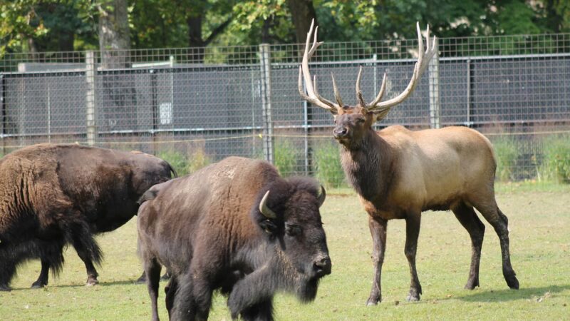 Friends of the Bergen County Zoo - Paramus, NJ