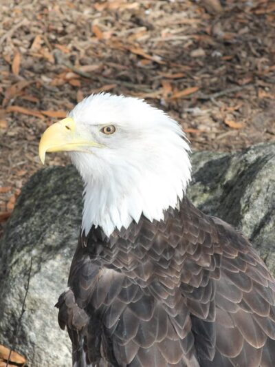 Friends of the Bergen County Zoo - Paramus, NJ