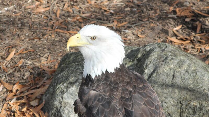 Friends of the Bergen County Zoo - Paramus, NJ