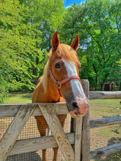 Friends of the Bergen County Zoo - Paramus, NJ