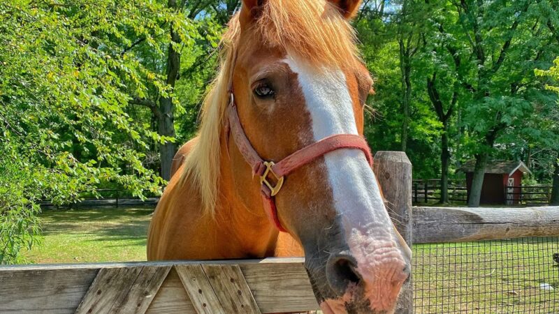 Friends of the Bergen County Zoo - Paramus, NJ