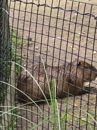 Friends of the Bergen County Zoo - Paramus, NJ