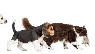 Pet Goods - Paramus, NJ