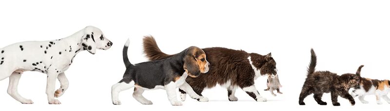 Pet Goods - Paramus, NJ