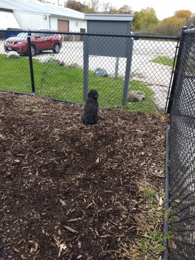 Paws Park - Park Ridge, IL