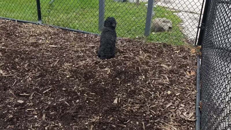Paws Park - Park Ridge, IL