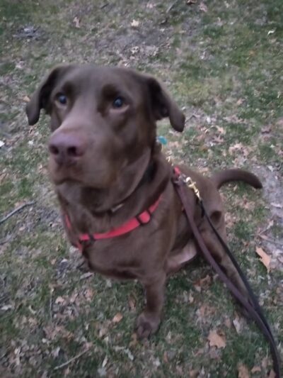 Paws Park - Park Ridge, IL