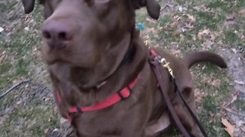 Paws Park - Park Ridge, IL