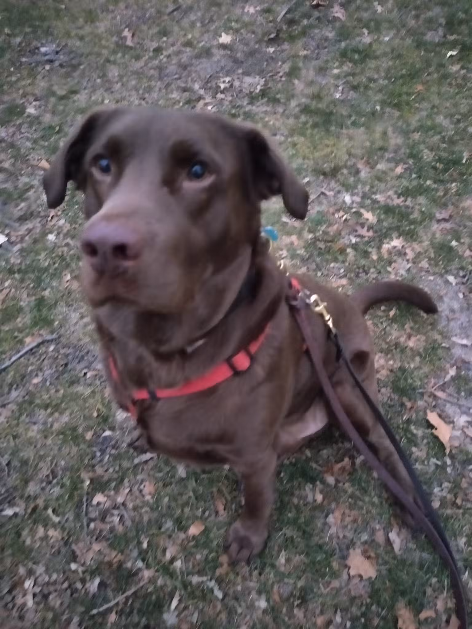 Paws Park - Park Ridge, IL