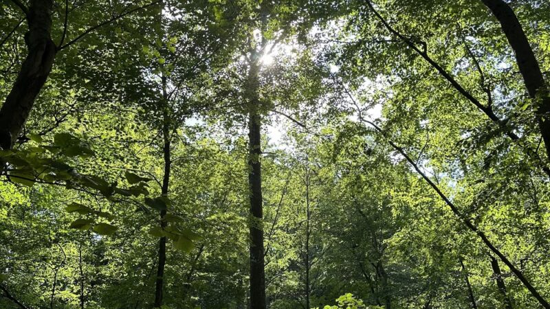 Atkins’s Glen - Park Ridge, NJ