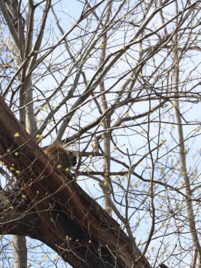 North country trail - Parker, PA