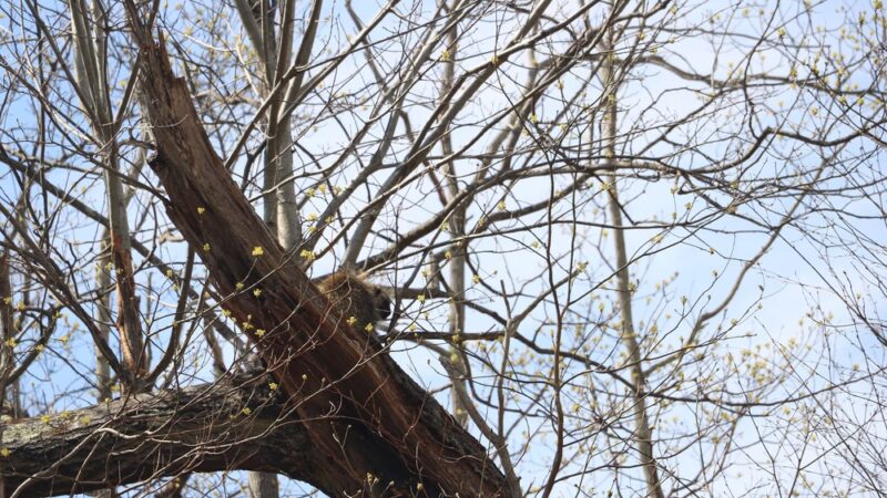 North country trail - Parker, PA