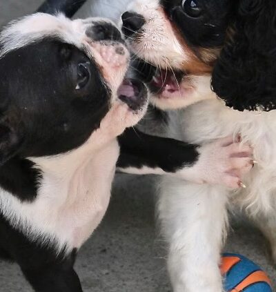 Cumberland Farms Kennels - Parkers Lake, KY