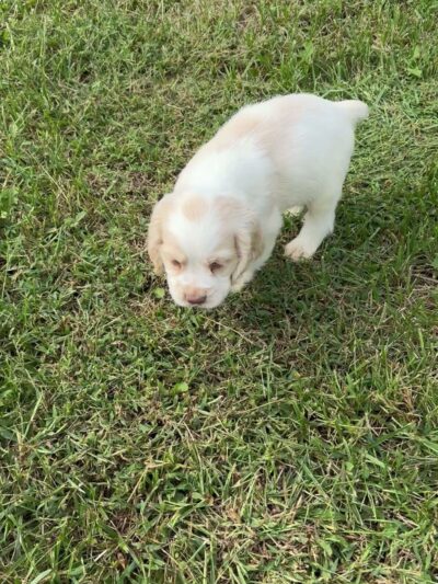 Cumberland Farms Kennels - Parkers Lake, KY