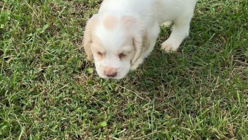 Cumberland Farms Kennels - Parkers Lake, KY