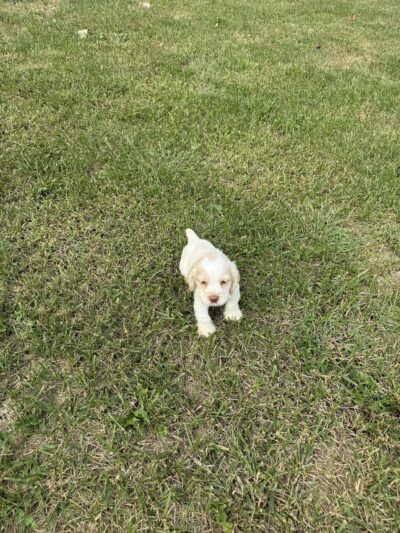 Cumberland Farms Kennels - Parkers Lake, KY