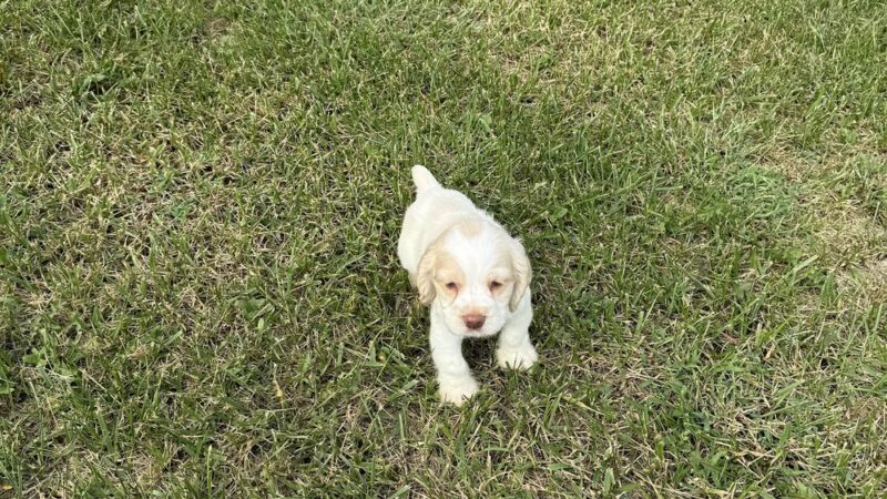 Cumberland Farms Kennels - Parkers Lake, KY