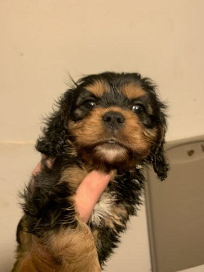 Cumberland Farms Kennels - Parkers Lake, KY