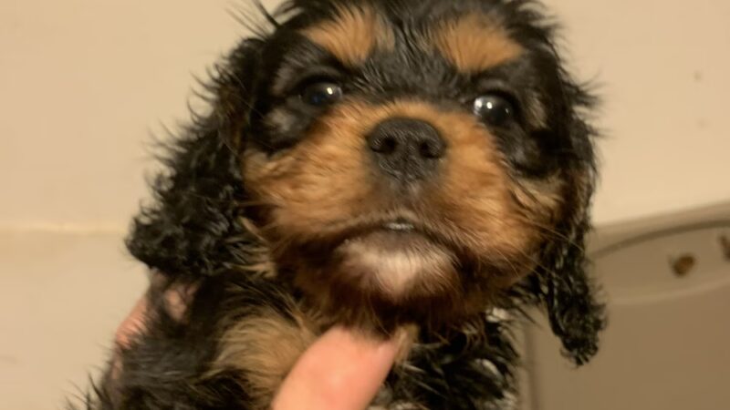 Cumberland Farms Kennels - Parkers Lake, KY